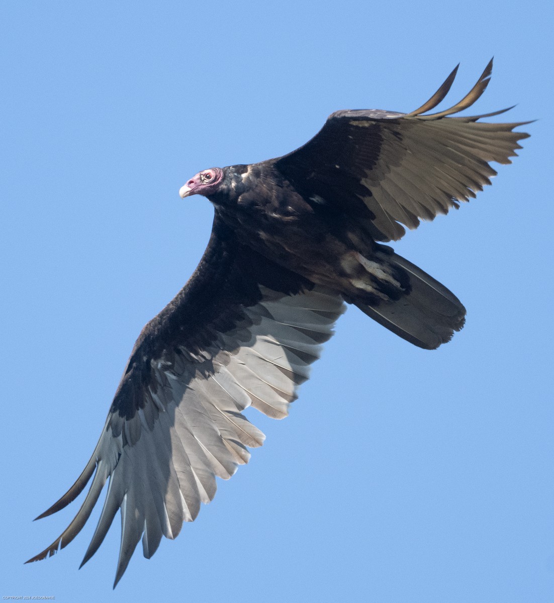 Turkey Vulture - ML620703418