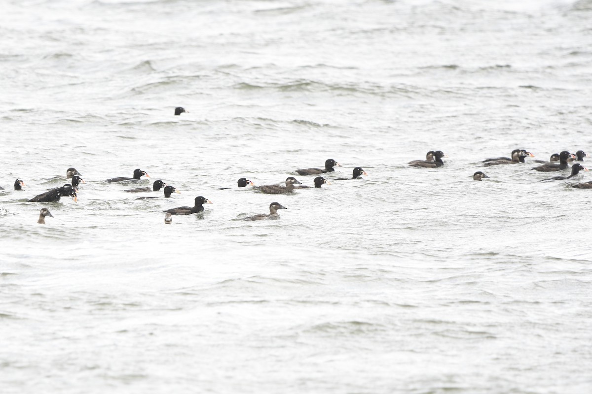 Surf Scoter - ML620703419