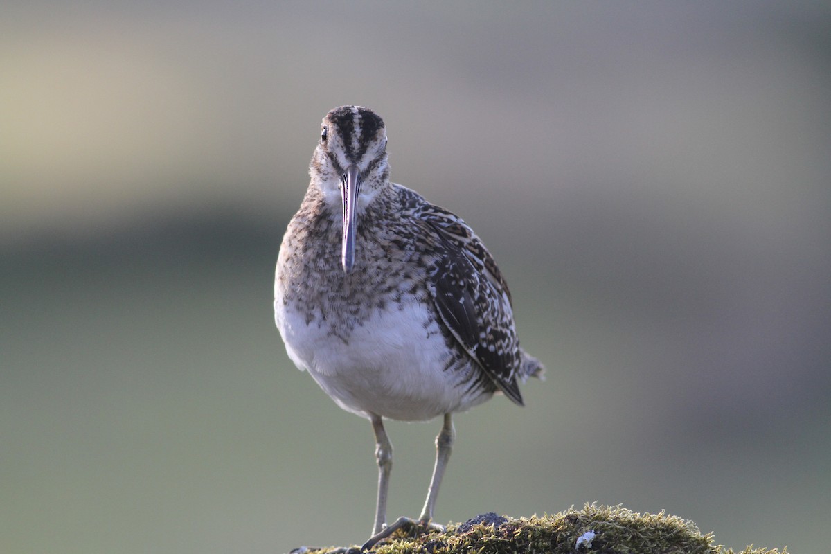 Common Snipe - ML620703421