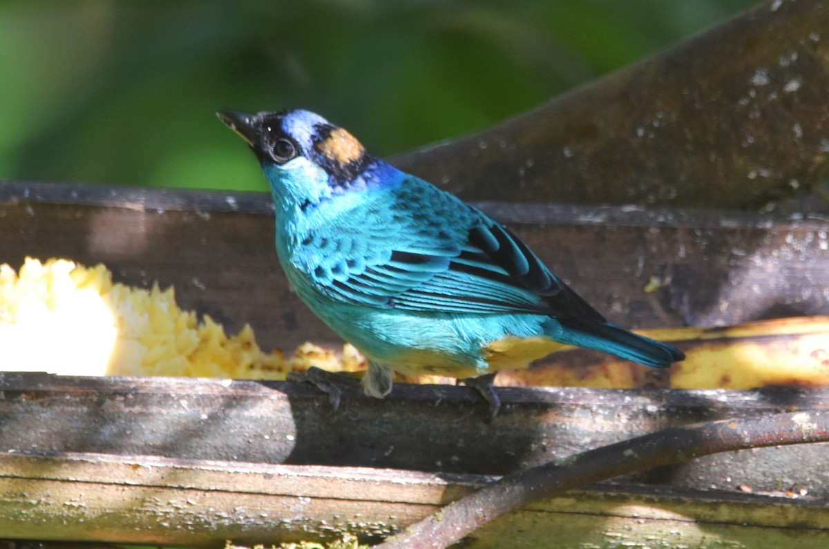 Golden-naped Tanager - ML620703422