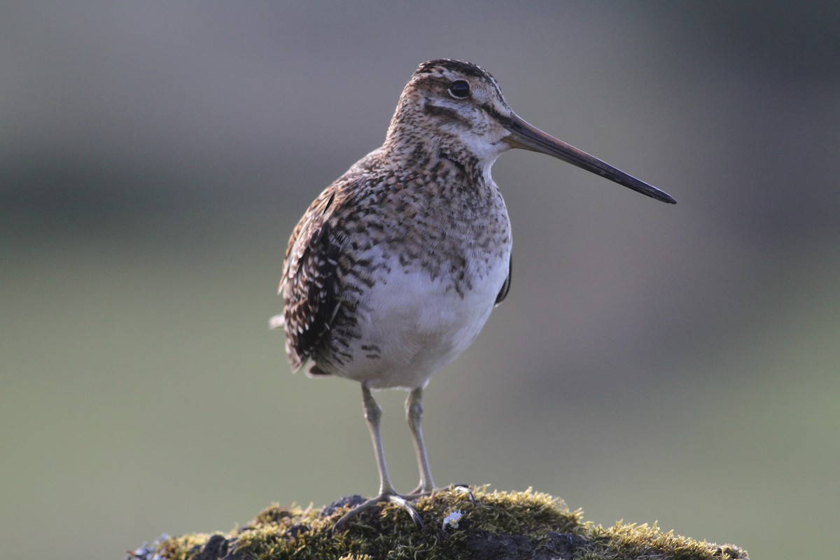 Common Snipe - ML620703423