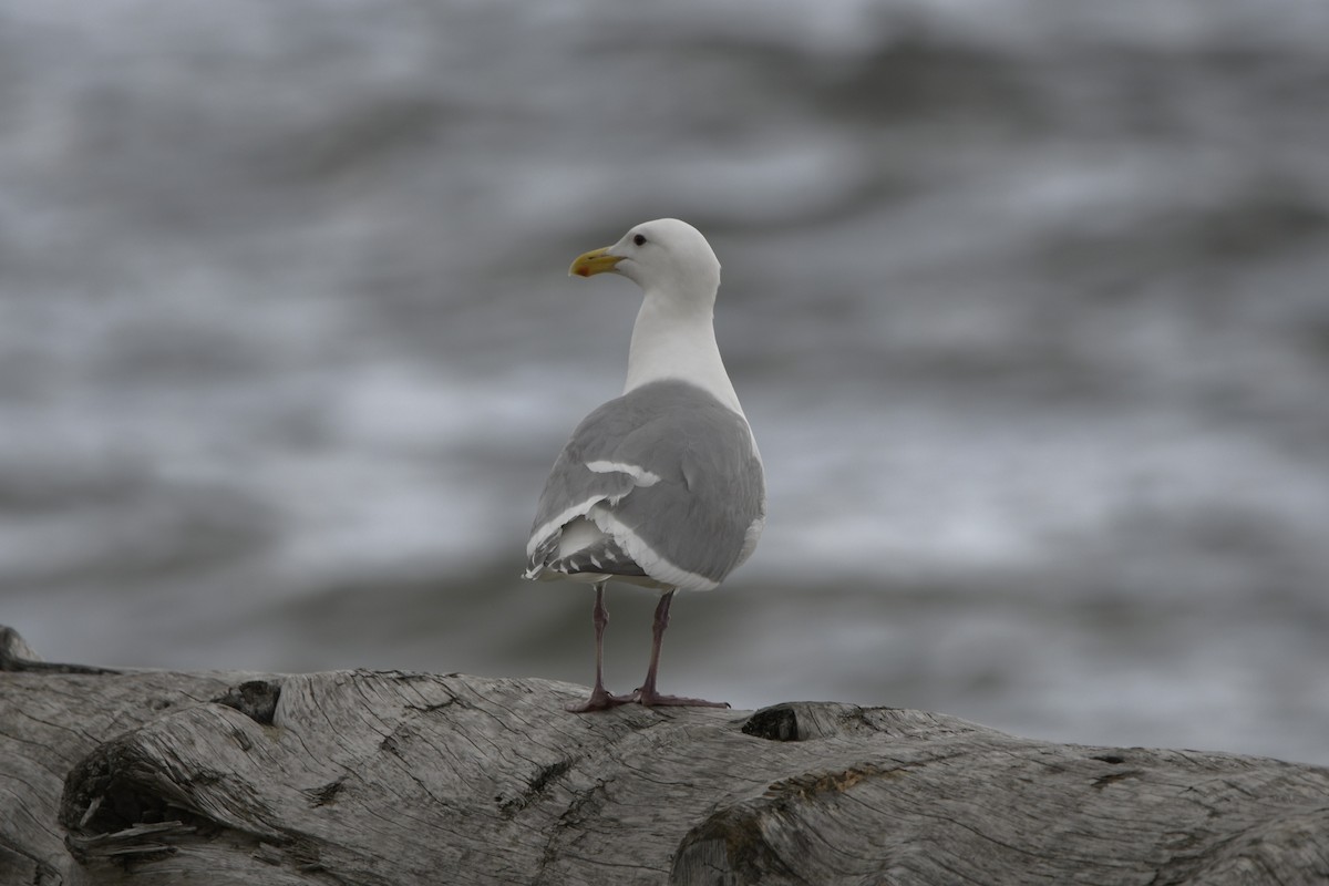 Glaucous-winged Gull - ML620703424