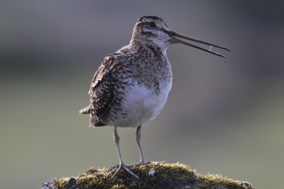 Common Snipe - ML620703425