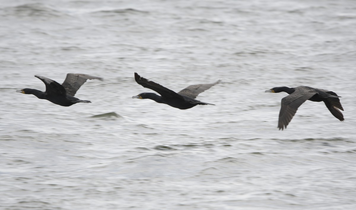 Double-crested Cormorant - ML620703426