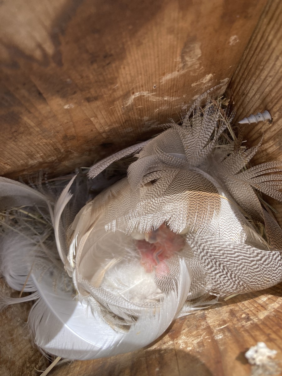 Golondrina Bicolor - ML620703428