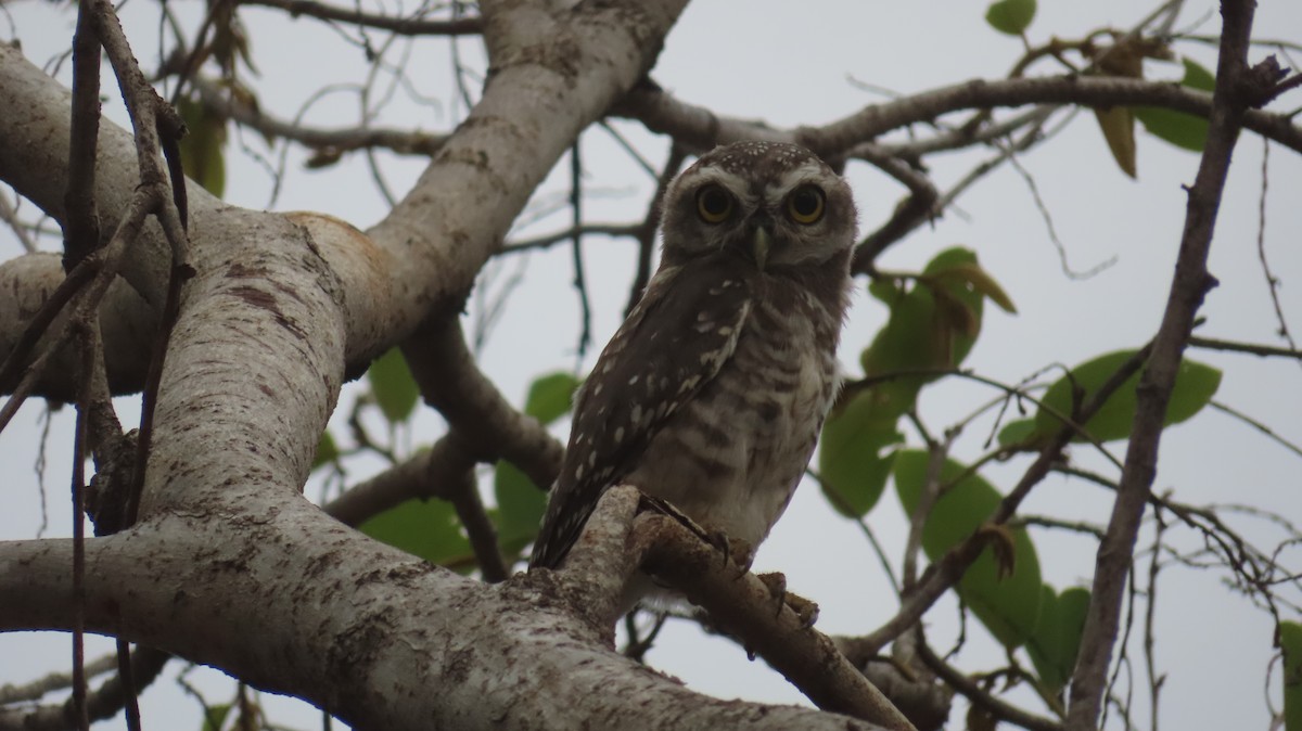 Spotted Owlet - ML620703430