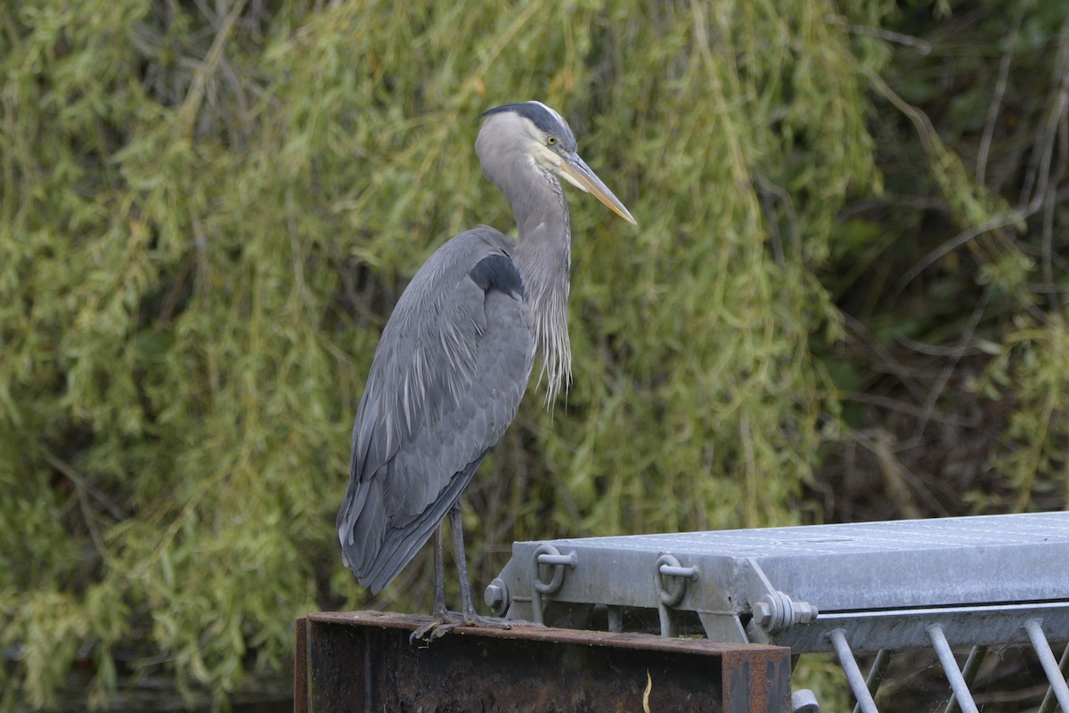 Great Blue Heron - ML620703431