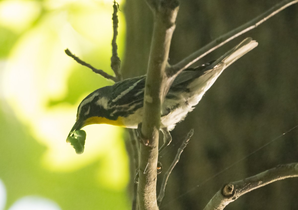 Yellow-throated Warbler - ML620703435