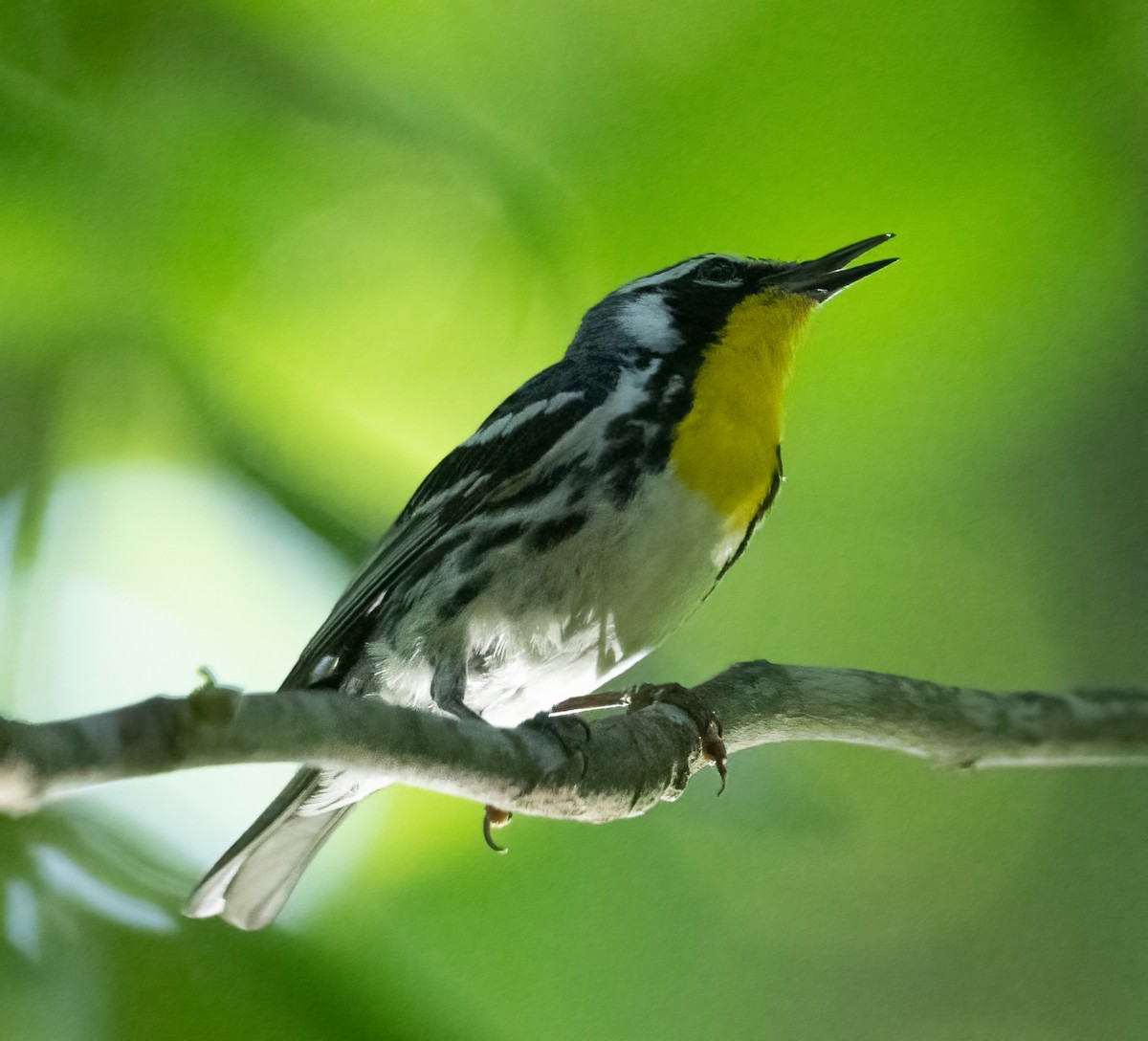 Yellow-throated Warbler - ML620703436