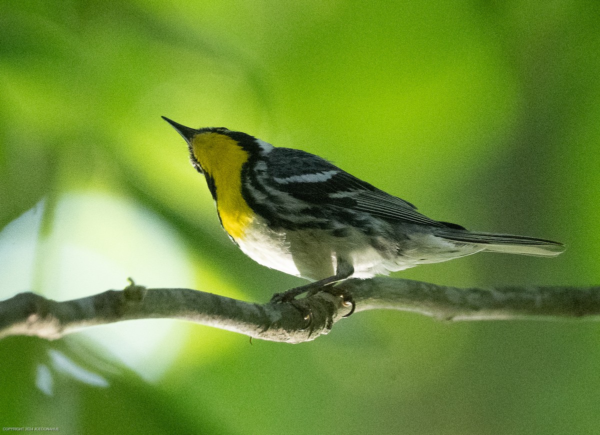 Yellow-throated Warbler - ML620703437