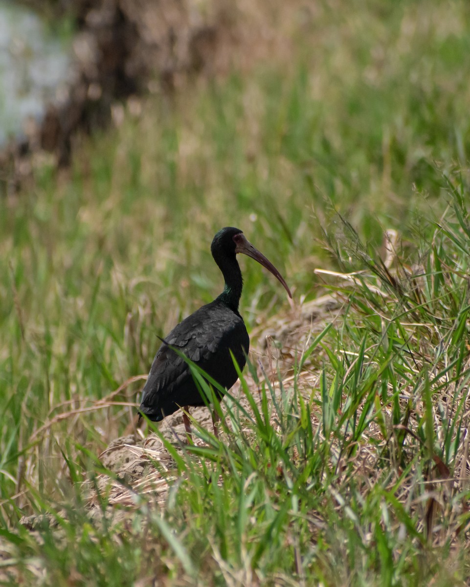 rødmaskeibis - ML620703438