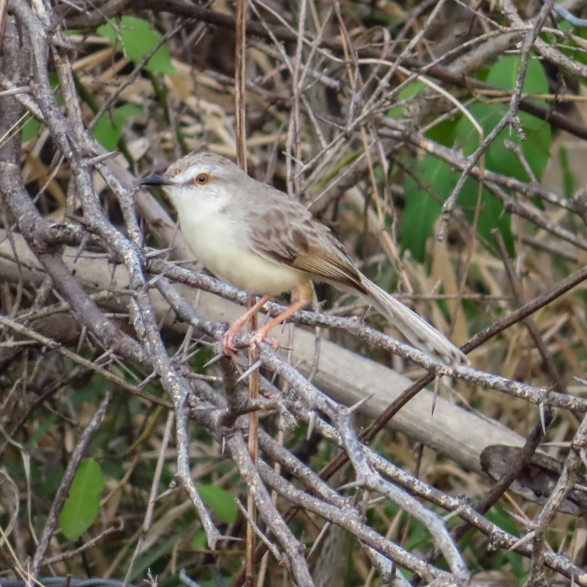 Plain Prinia - ML620703439