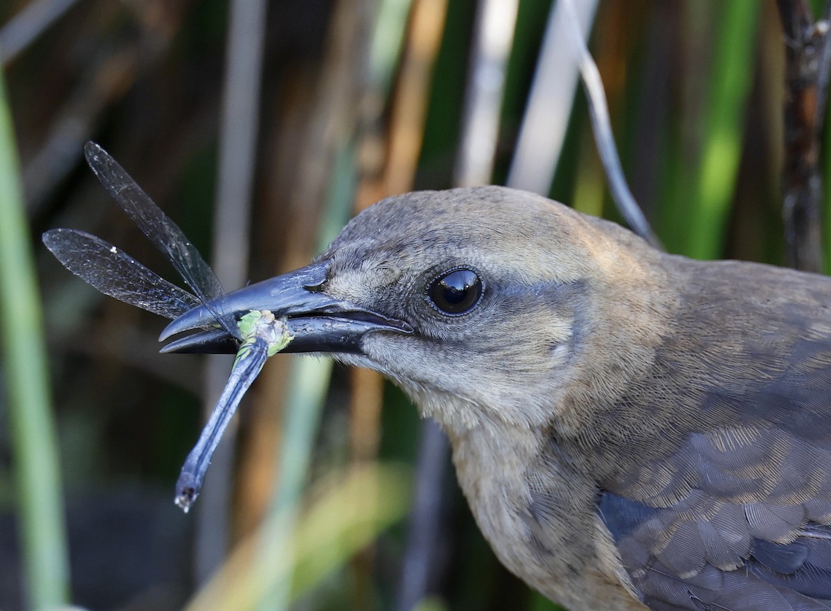 Boat-tailed Grackle - ML620703440