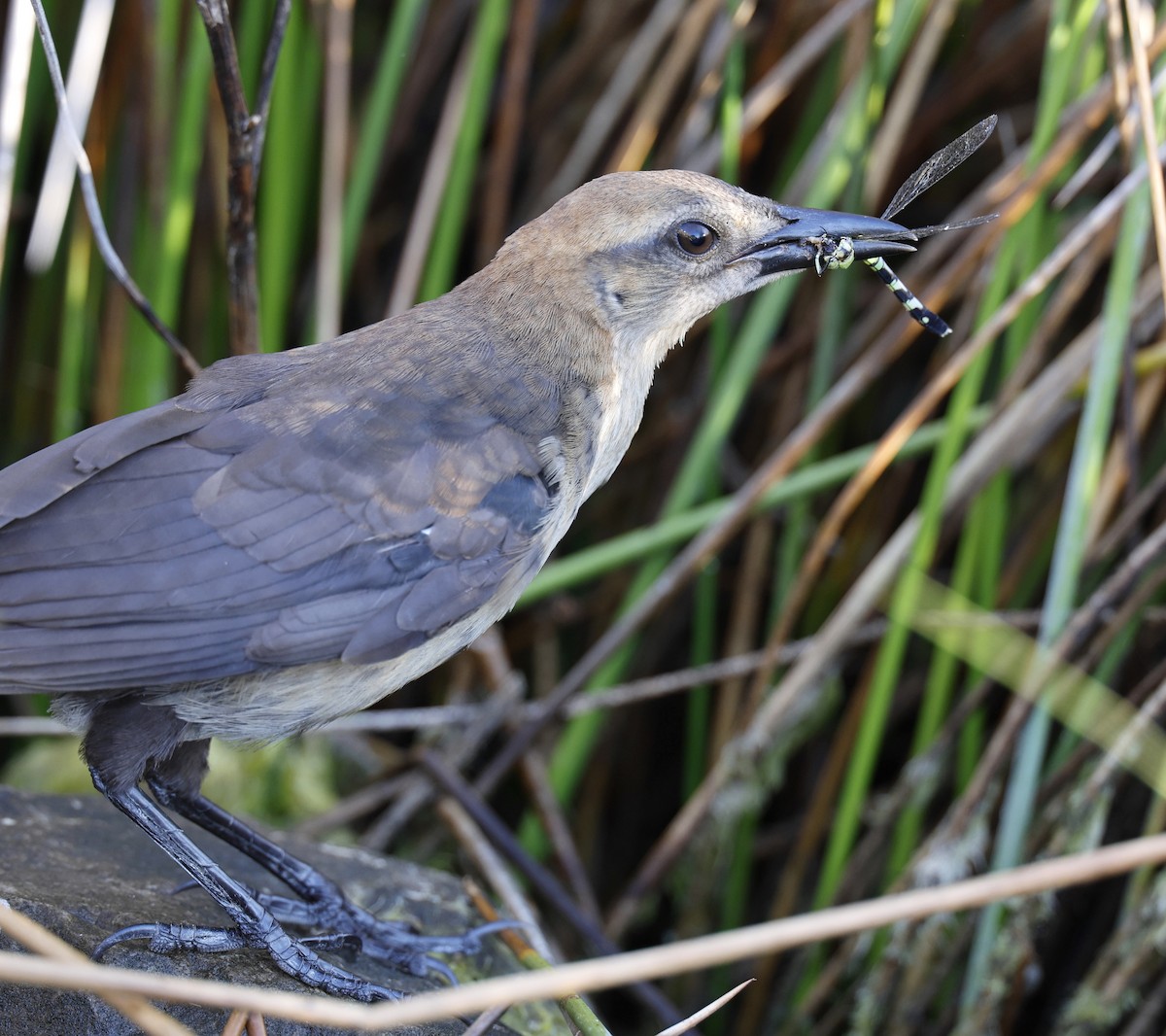 Boat-tailed Grackle - ML620703442