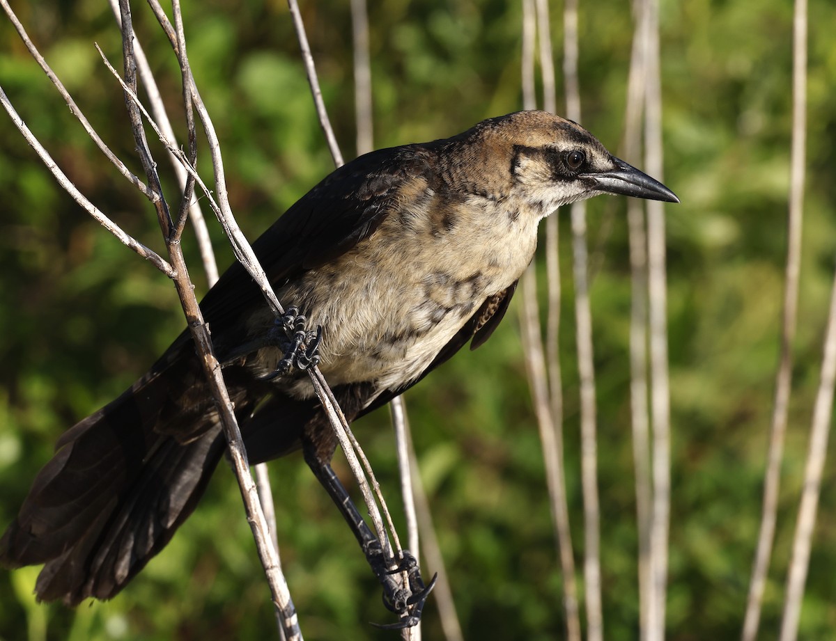 Boat-tailed Grackle - ML620703443