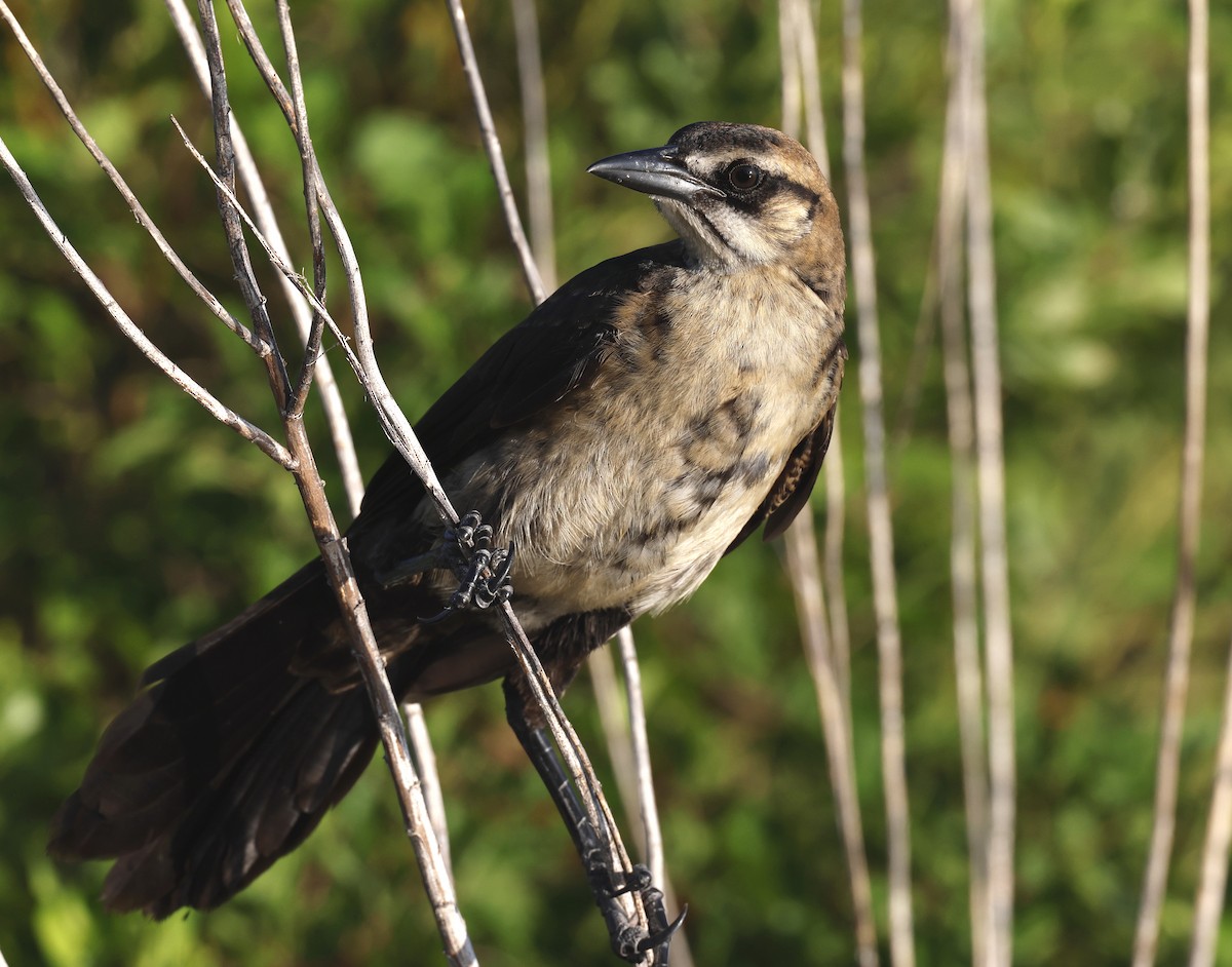 Boat-tailed Grackle - ML620703444