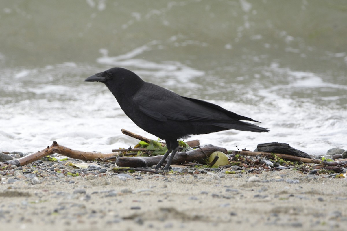 American Crow - ML620703445