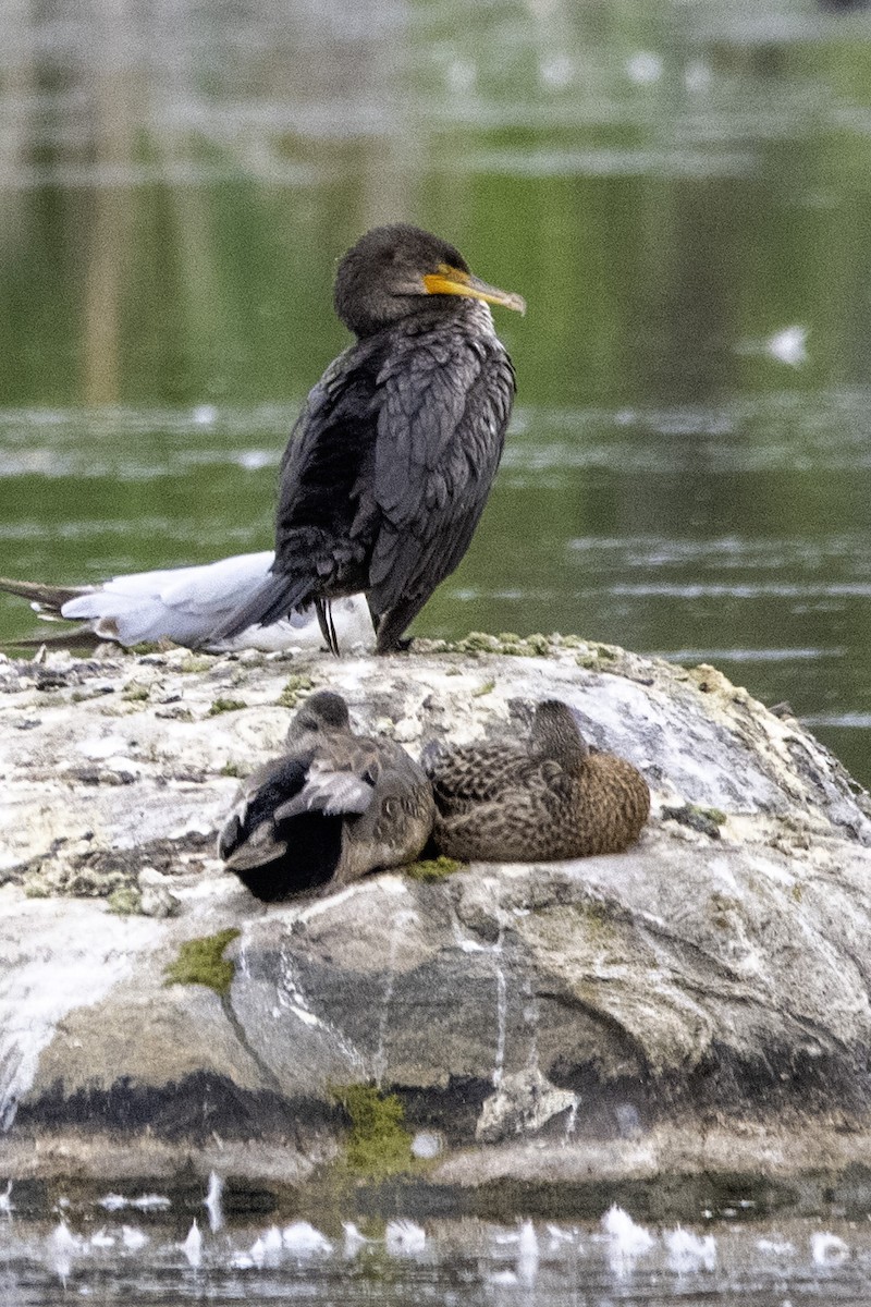 Gadwall - ML620703447