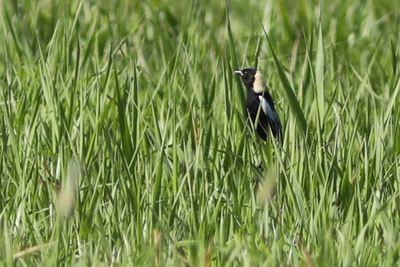 Loggerhead Shrike - ML620703449