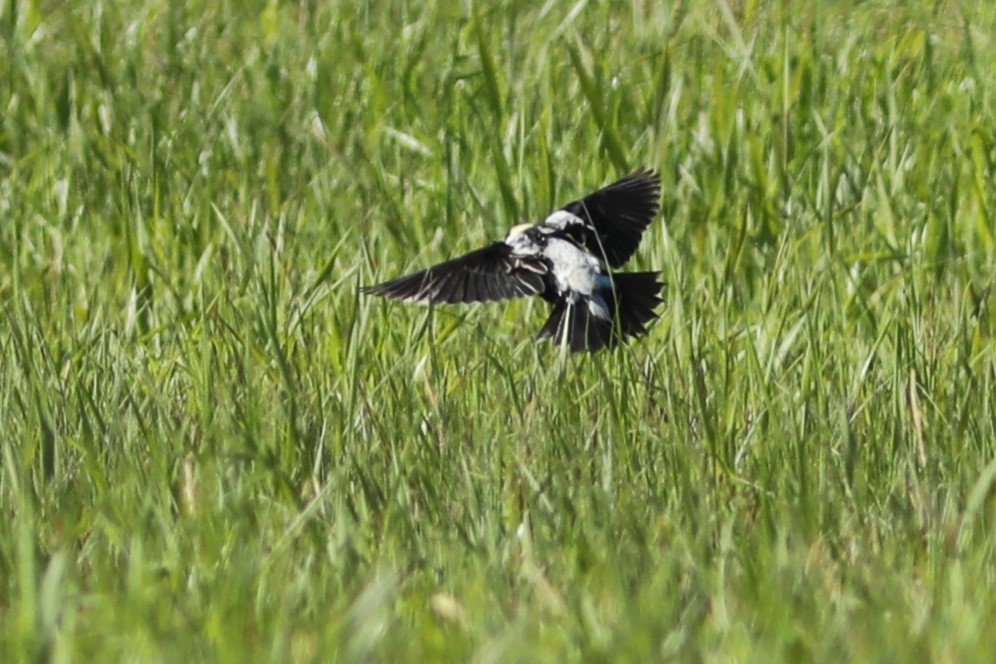 Loggerhead Shrike - ML620703450