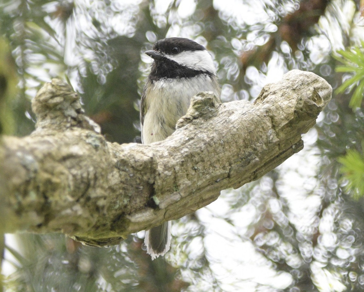 Black-capped Chickadee - Ian Thomson