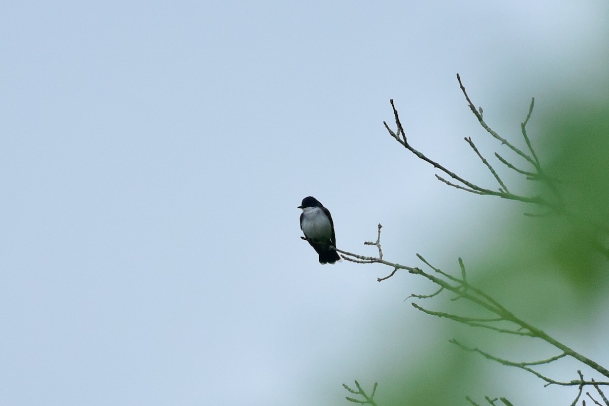 Eastern Kingbird - ML620703453