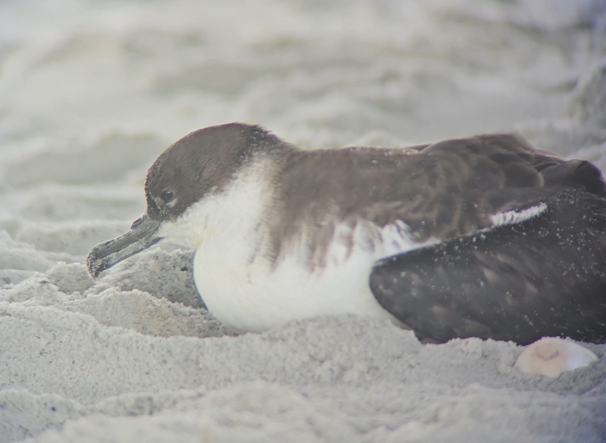 Great Shearwater - ML620703456