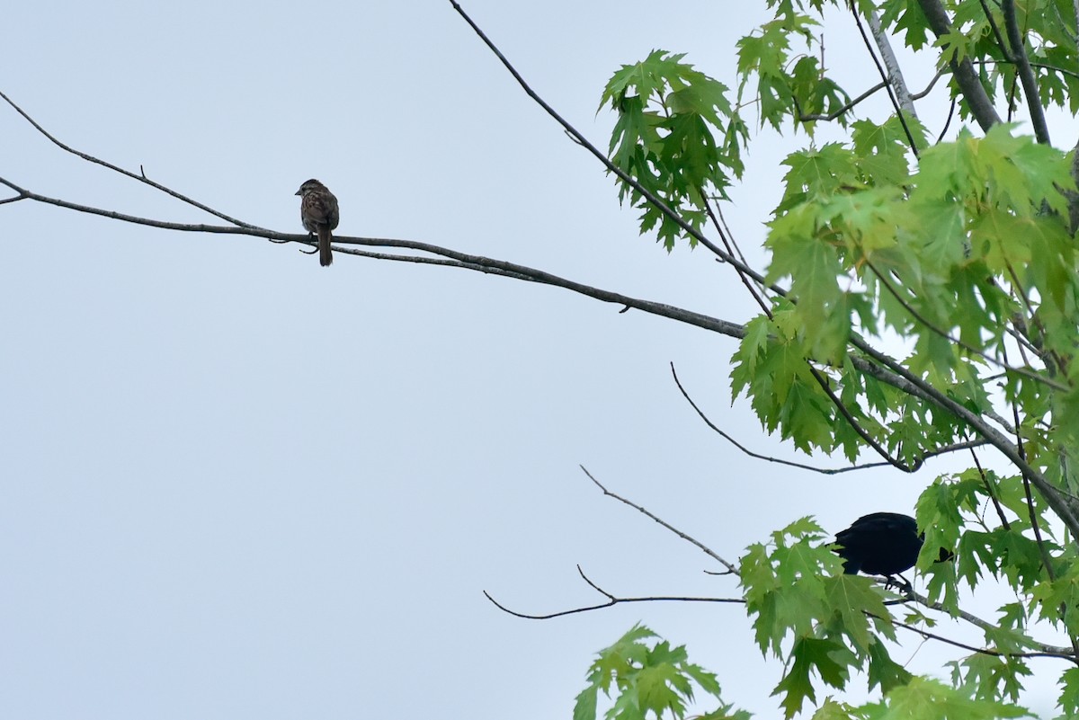 Song Sparrow - ML620703467