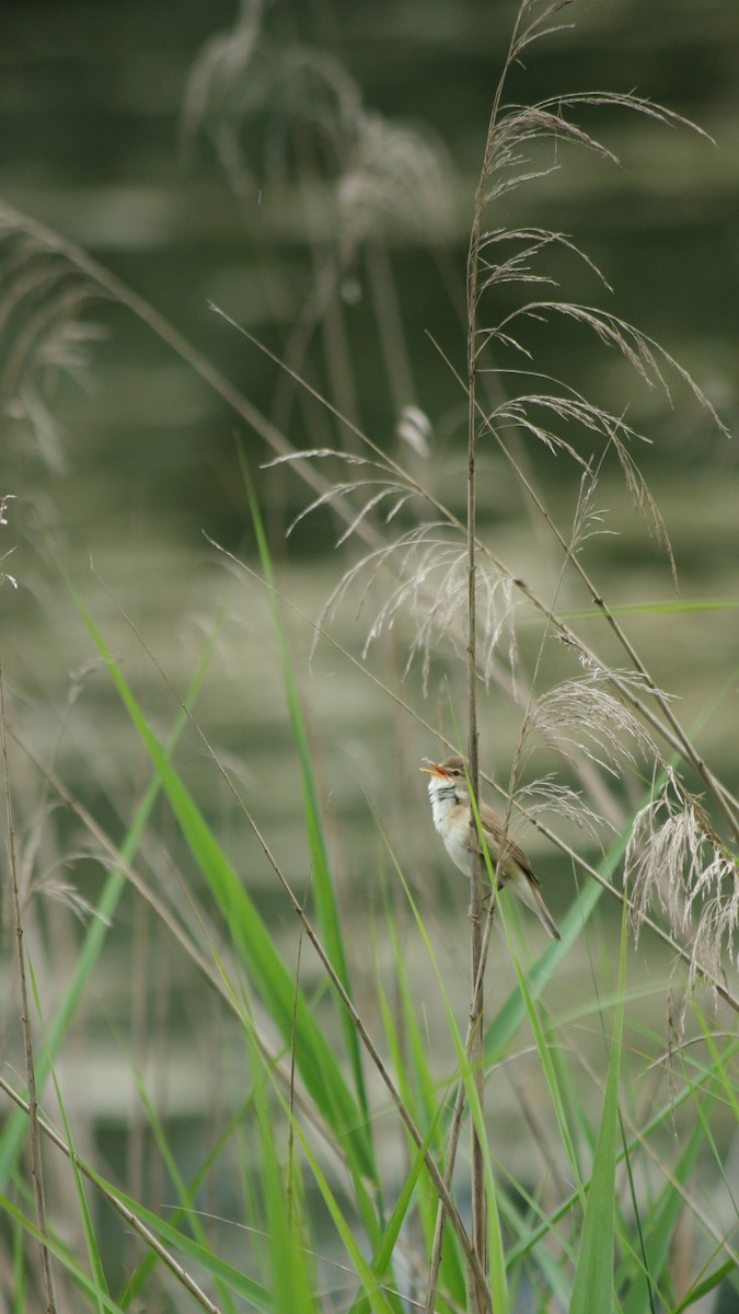 Common Reed Warbler - Alexander Zaytsev