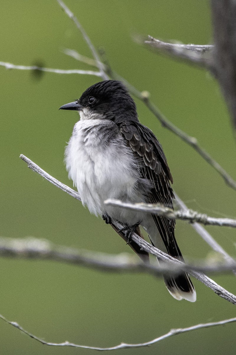 Eastern Kingbird - ML620703473