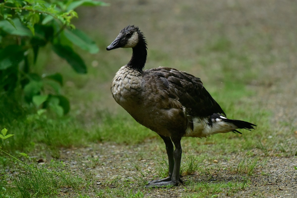 Canada Goose - ML620703477