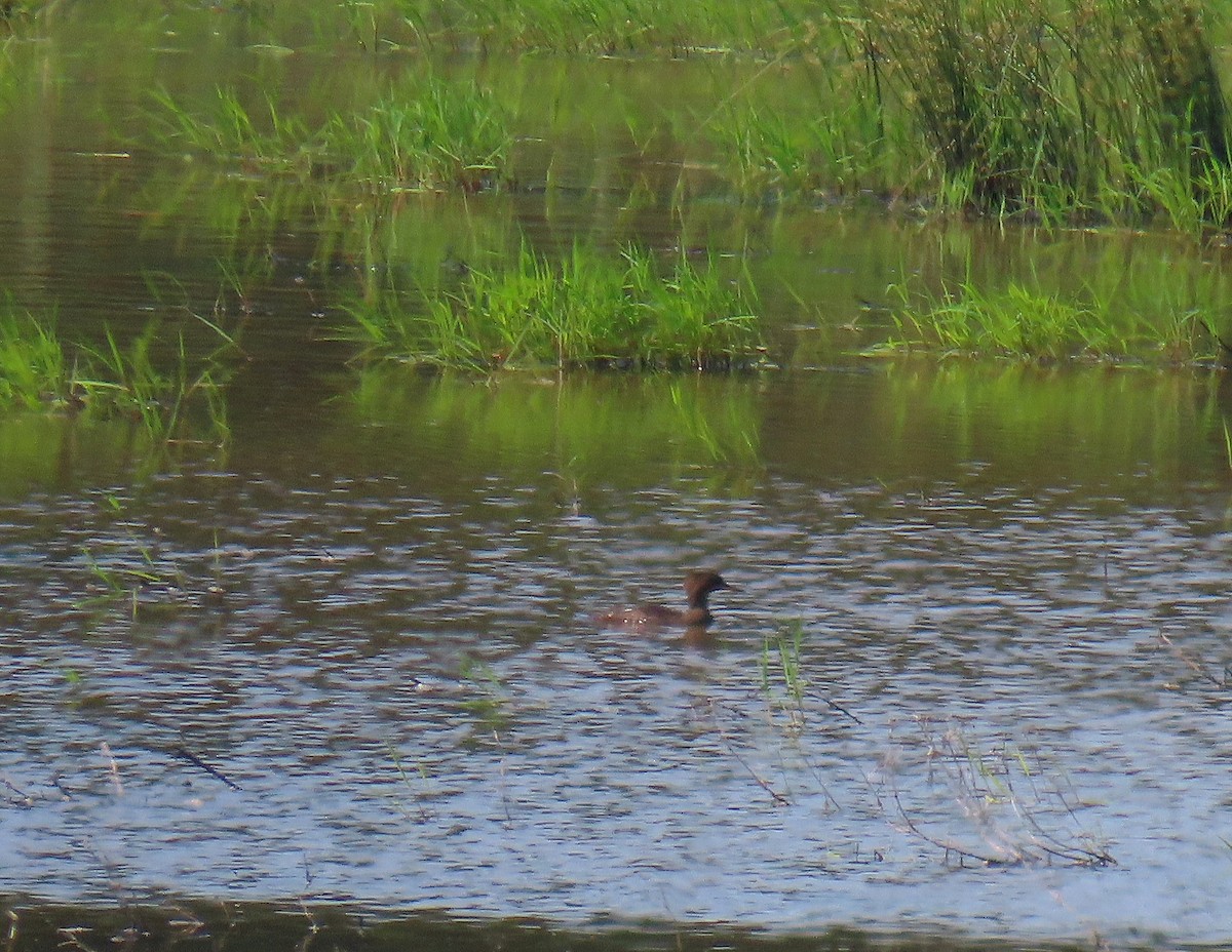 Hooded Merganser - ML620703479