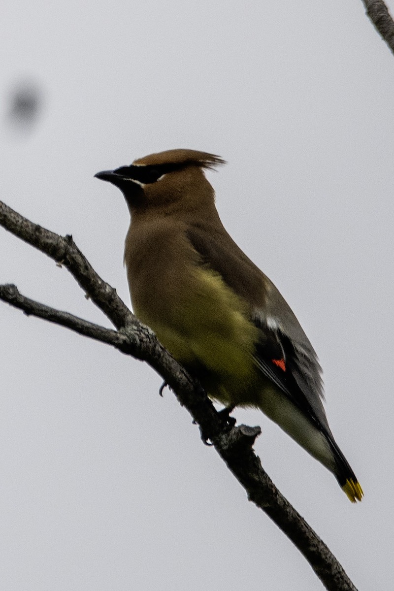 Cedar Waxwing - ML620703481