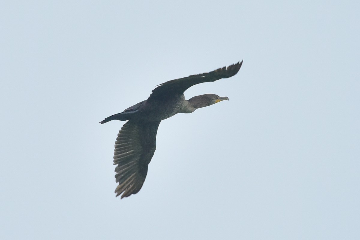 Double-crested Cormorant - ML620703484