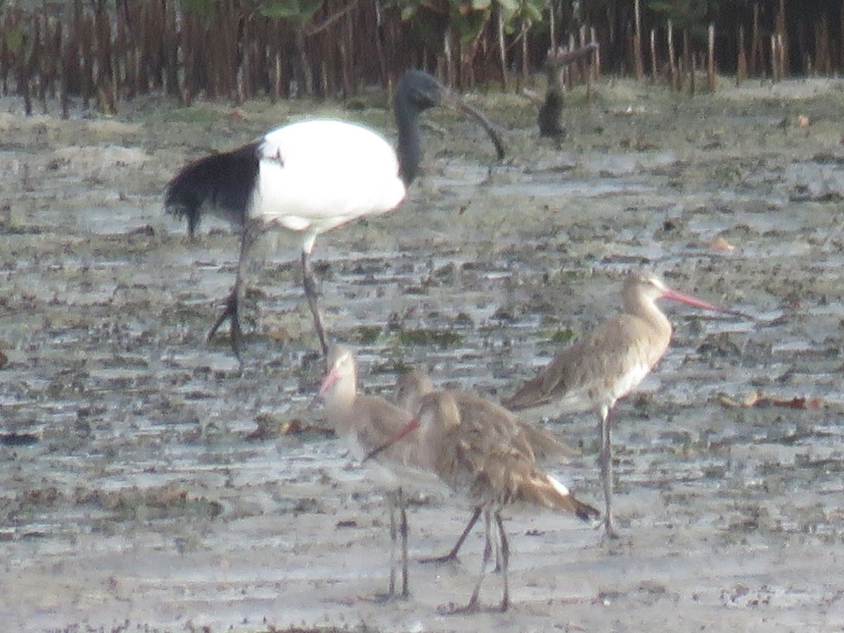 ibis posvátný - ML620703489