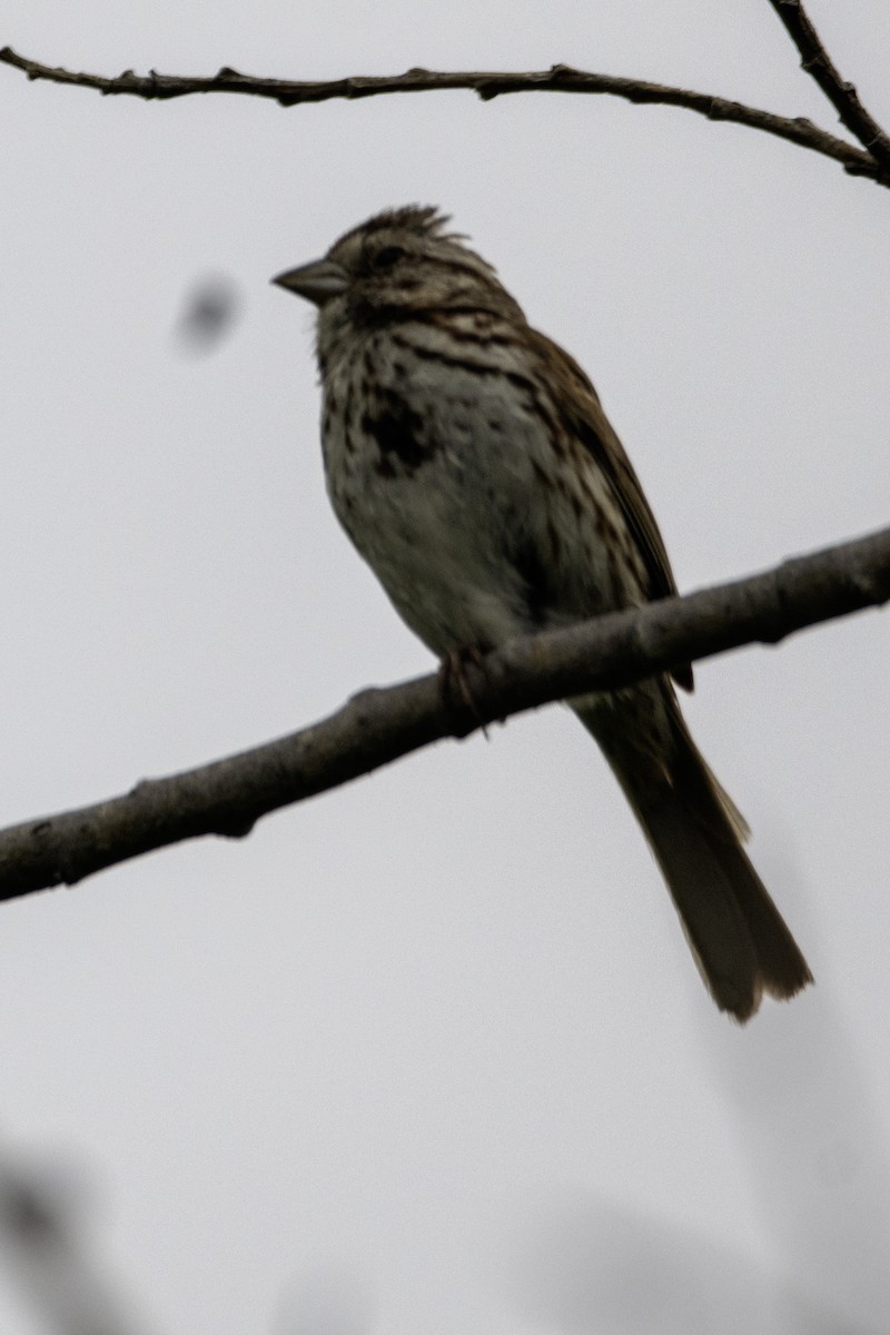 Song Sparrow - ML620703490