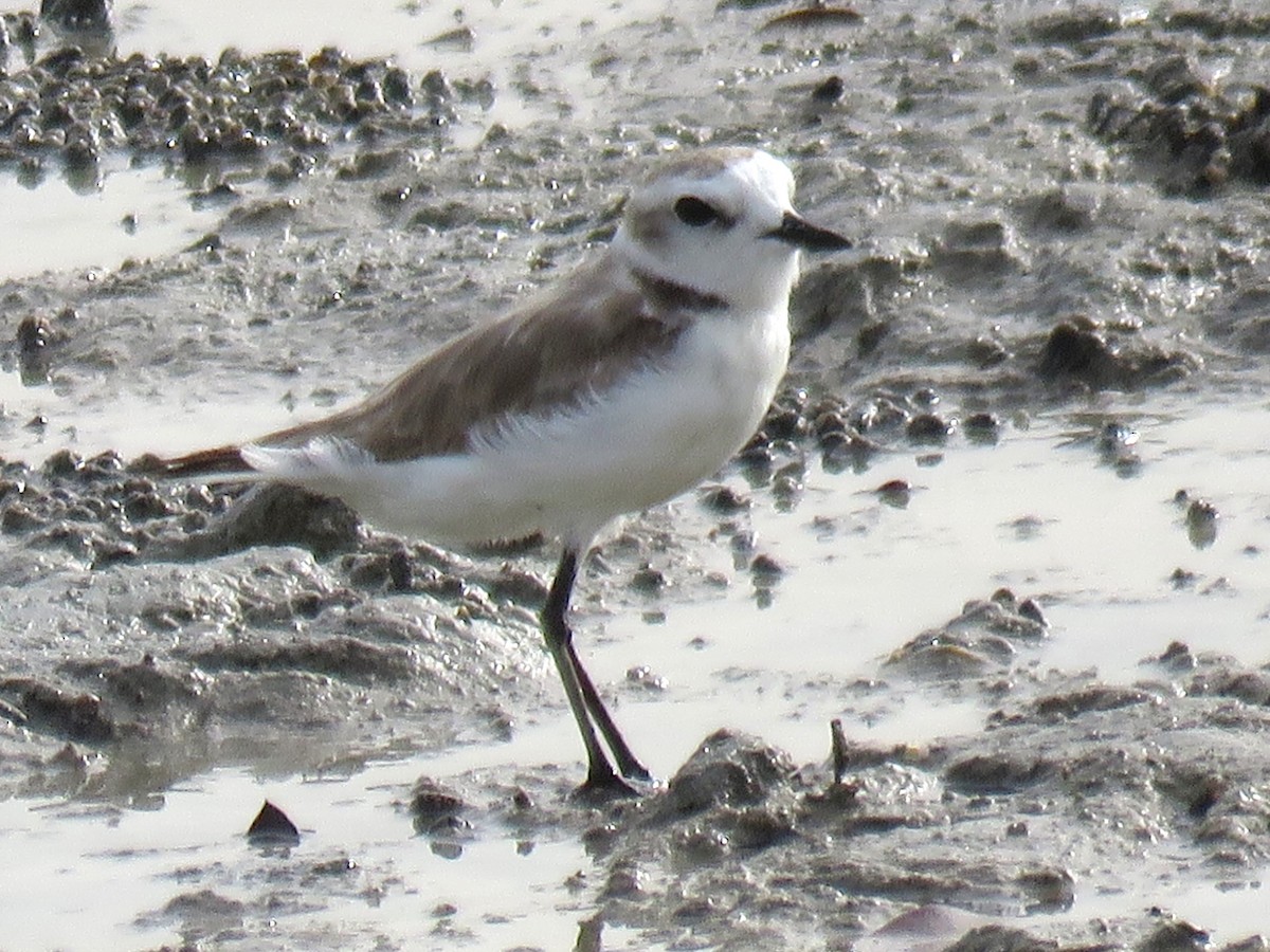 Kentish Plover (Kentish) - ML620703492