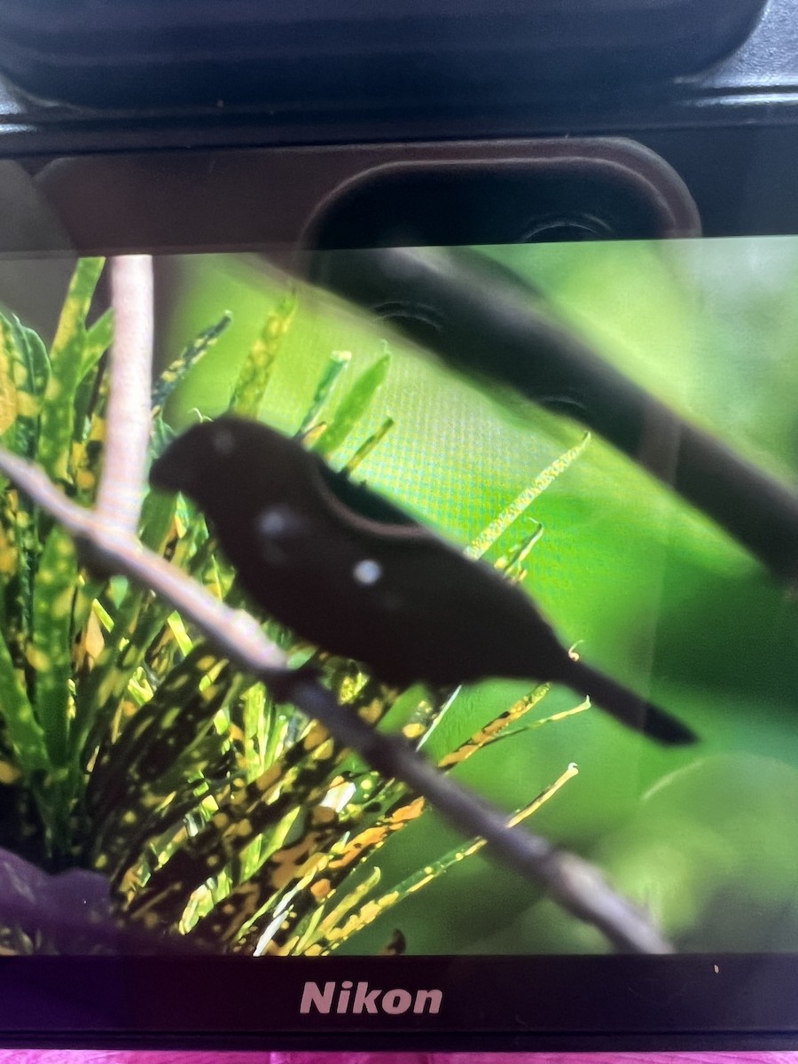 White-lined Tanager - ML620703493