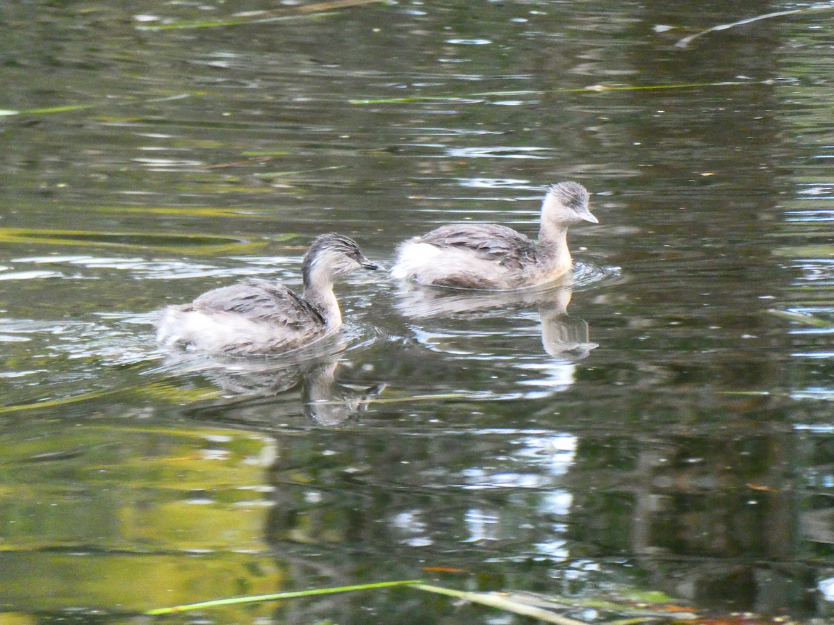 Hoary-headed Grebe - ML620703494