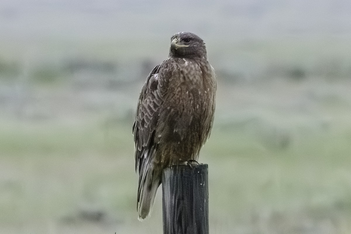 Ferruginous Hawk - ML620703495