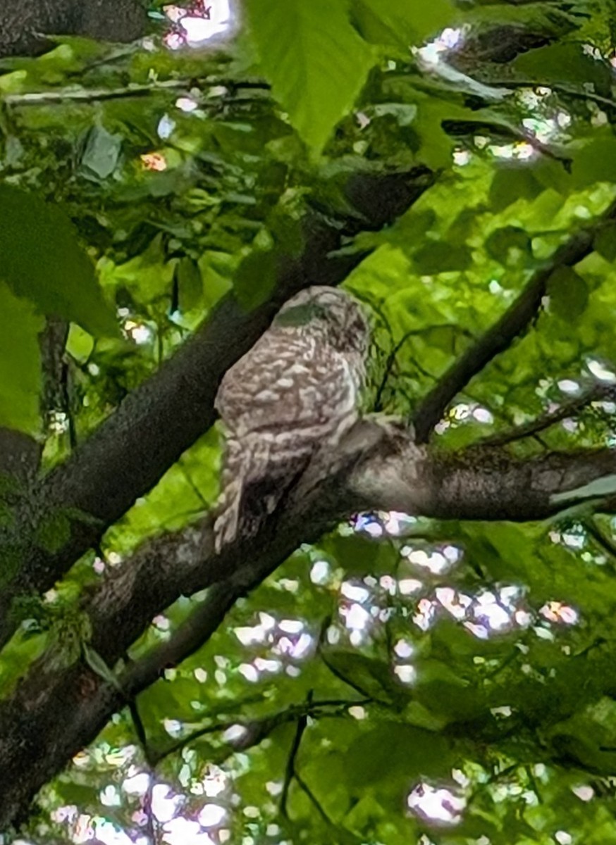 Barred Owl - ML620703496