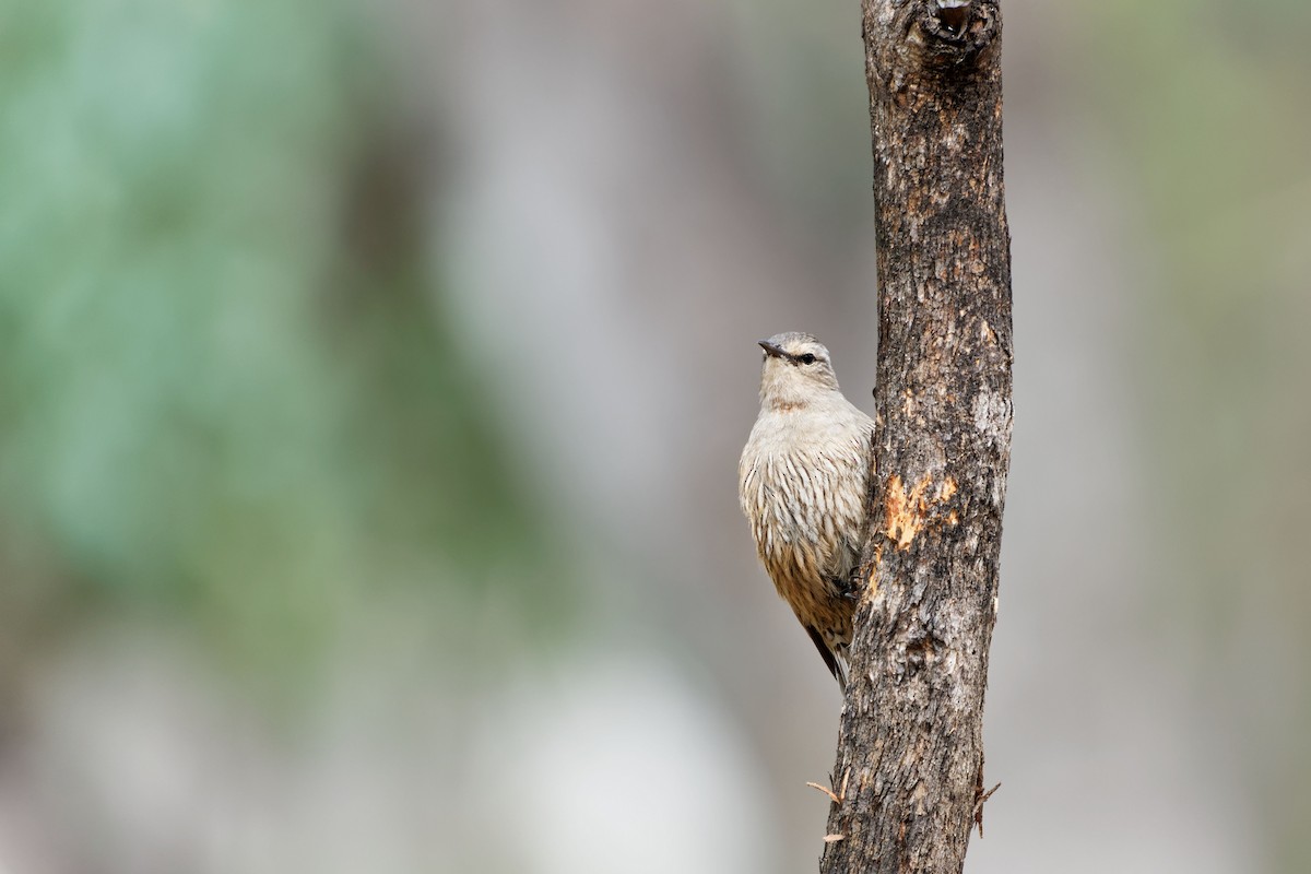 Brown Treecreeper - ML620703500