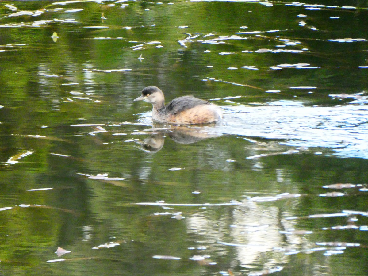 Australasian Grebe - Lev Ramchen