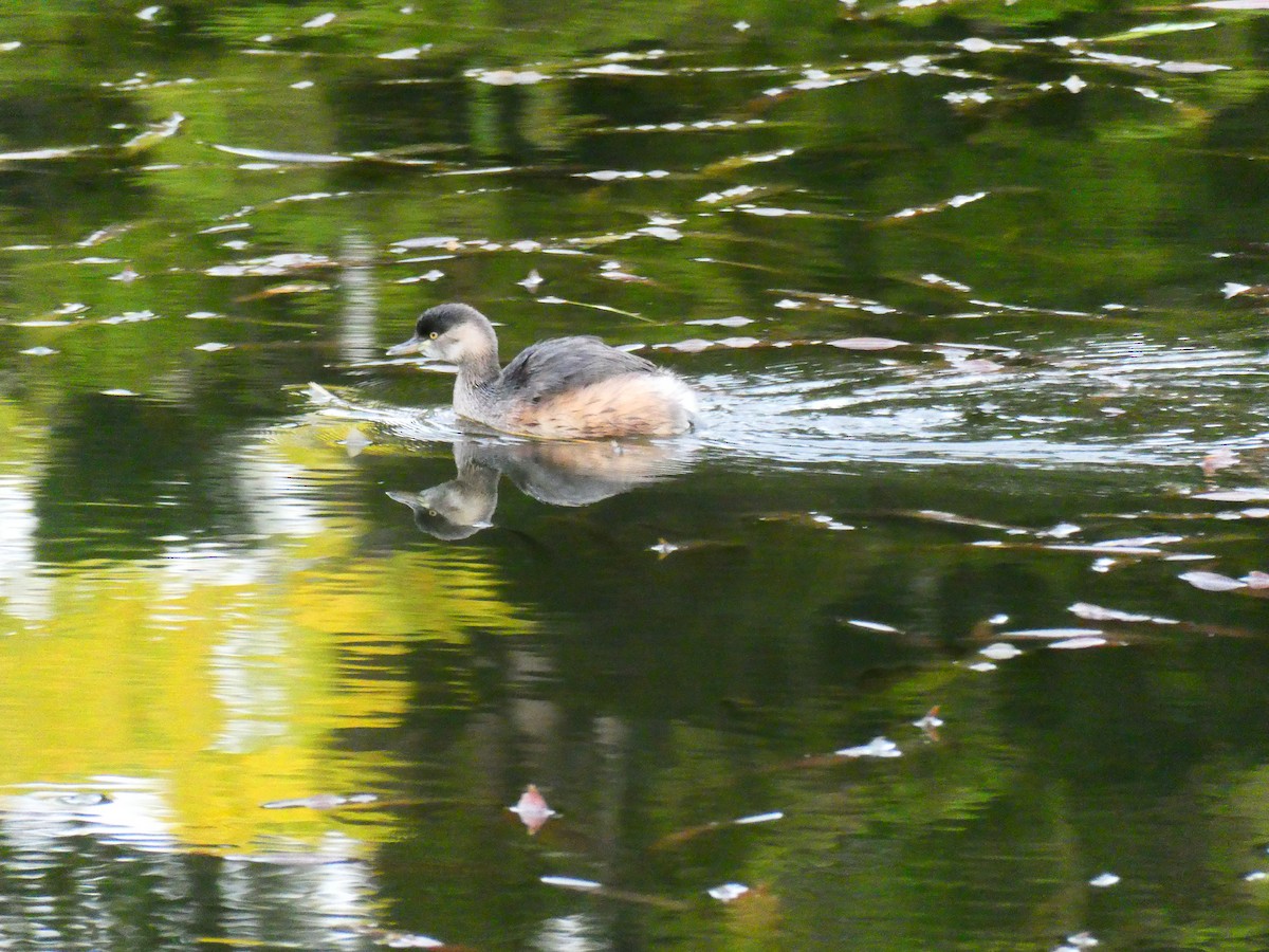 Australasian Grebe - ML620703503