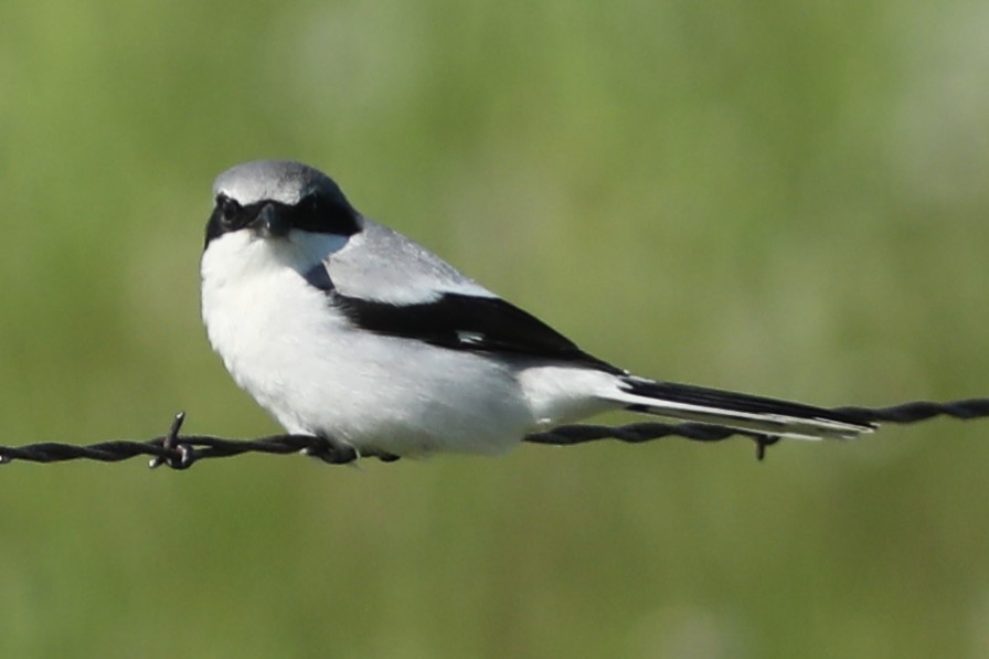 Loggerhead Shrike - ML620703504