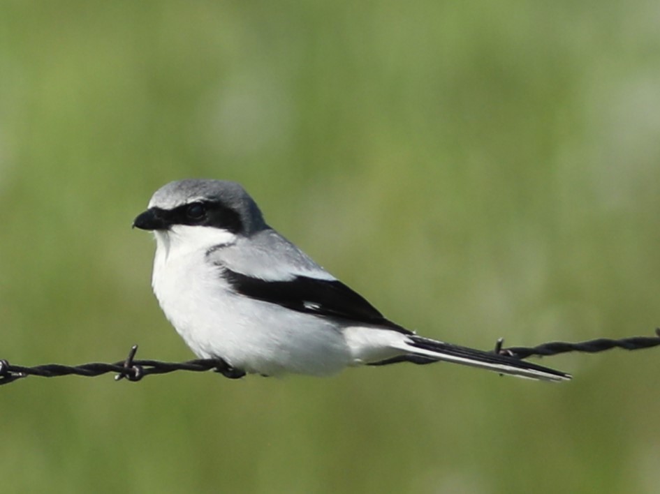 Loggerhead Shrike - ML620703505