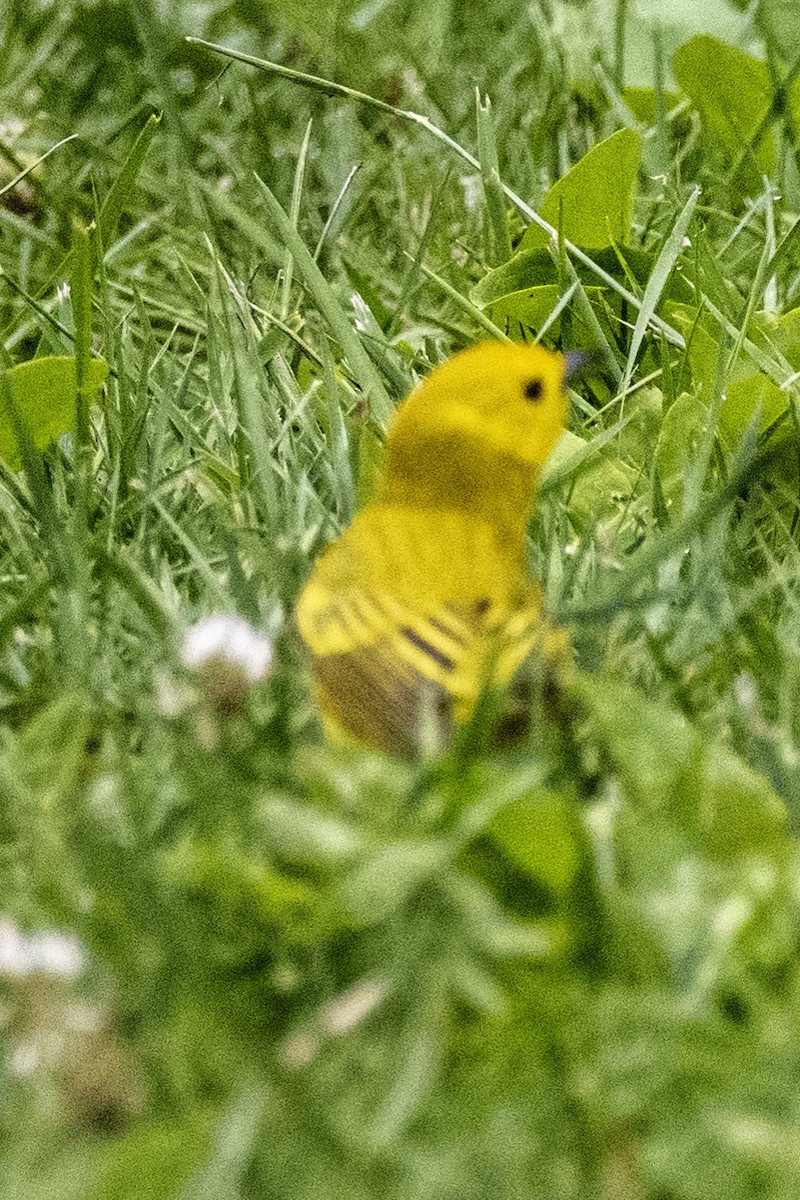 Yellow Warbler - ML620703508