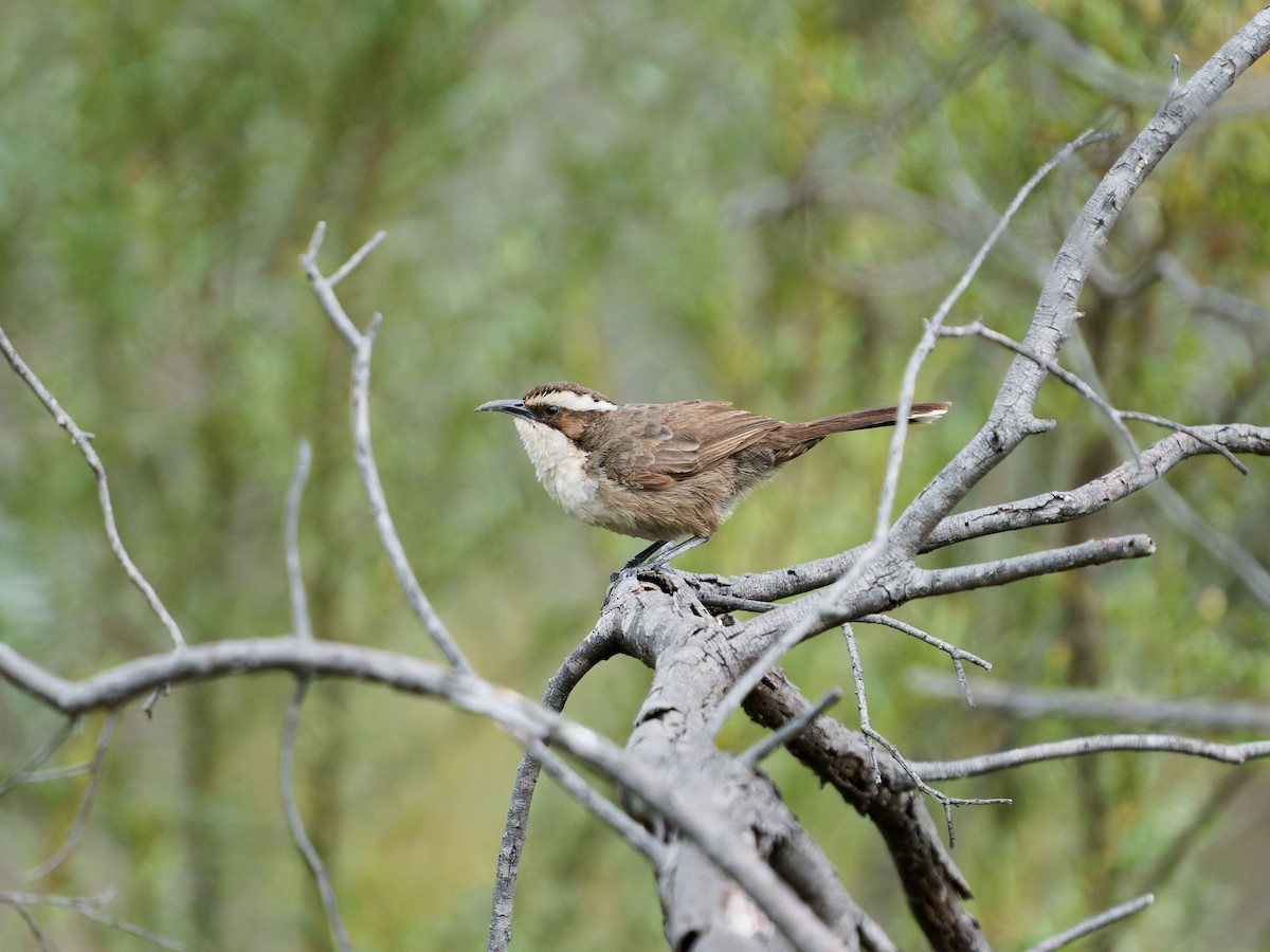 White-browed Babbler - ML620703509