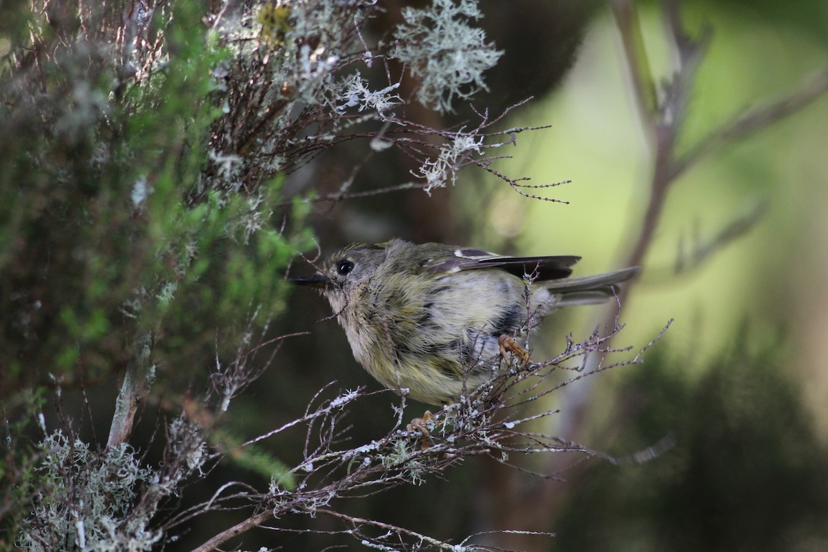 Goldcrest (Western Azores) - ML620703510