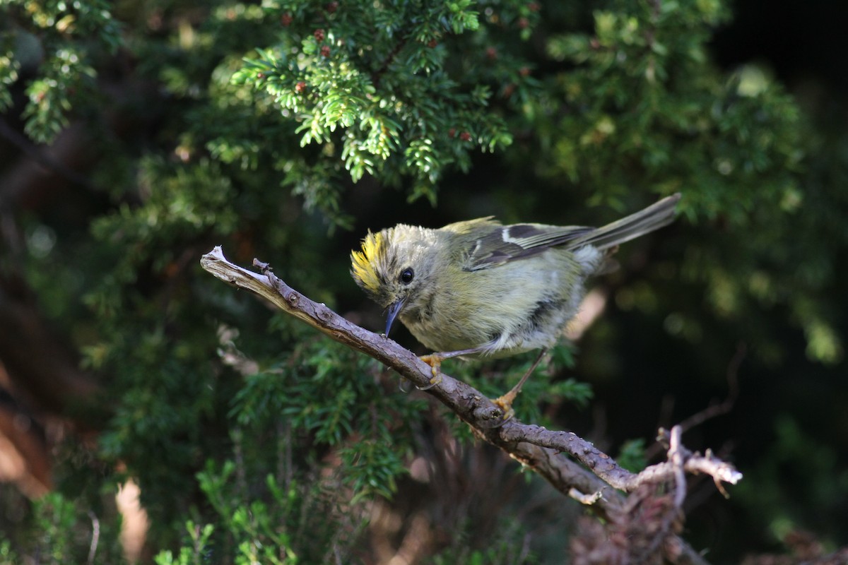 Goldcrest (Western Azores) - ML620703513